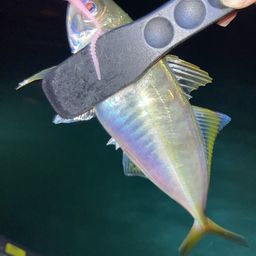 アジ