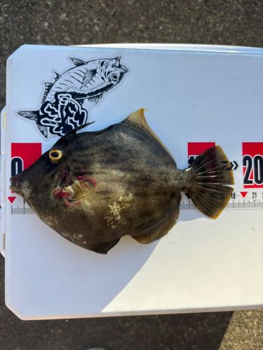 カワハギの釣果