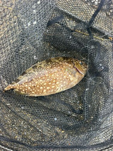 アイゴの釣果