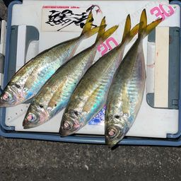アジ