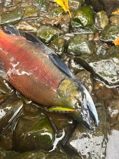 ヒメマスの釣果