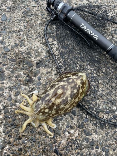 コウイカの釣果