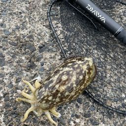 コウイカ