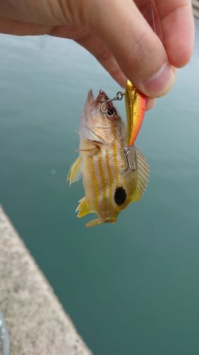 ニセクロホシフエダイの釣果