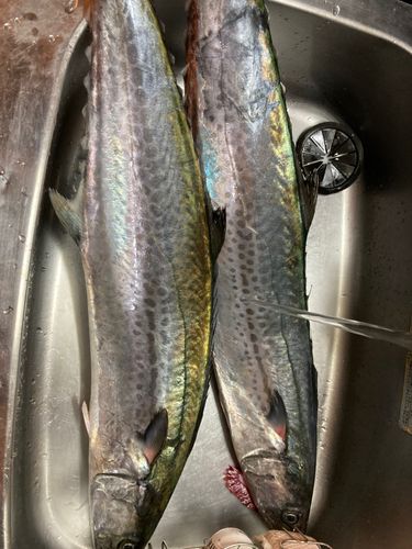 サワラの釣果