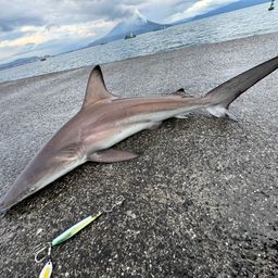 サメ