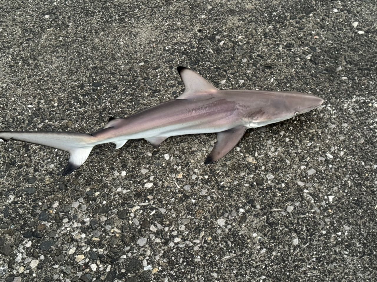 サメ