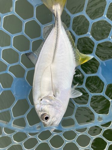 メッキの釣果