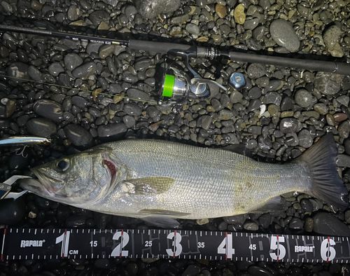 ヒラスズキの釣果
