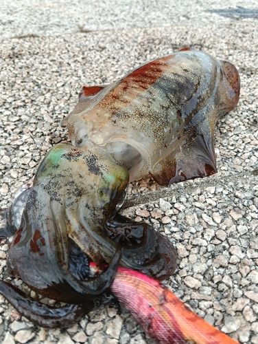アオリイカの釣果