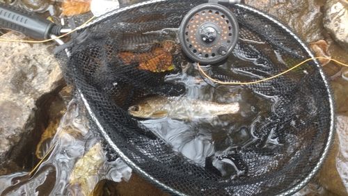 エゾイワナの釣果