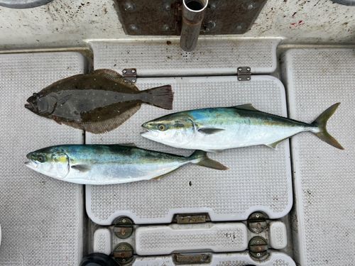 ワラサの釣果