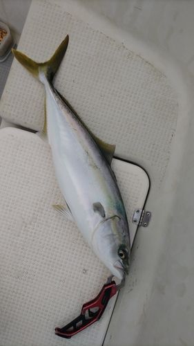 メジロの釣果