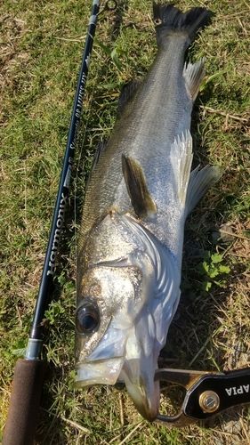 釣果