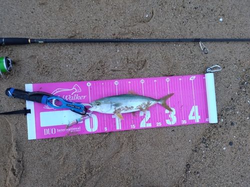 ヤズの釣果