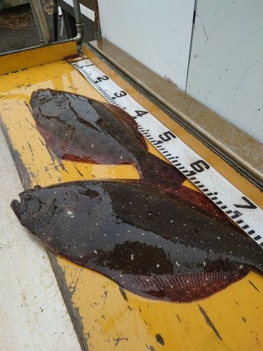 ヒラメの釣果
