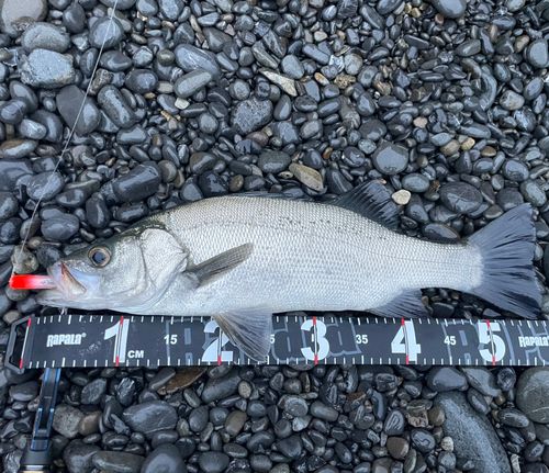 ヒラスズキの釣果