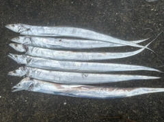 タチウオの釣果