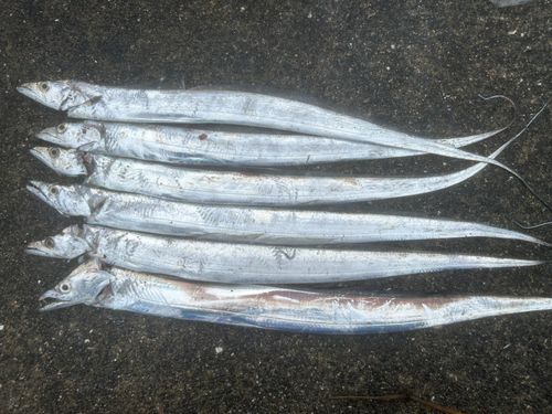 タチウオの釣果