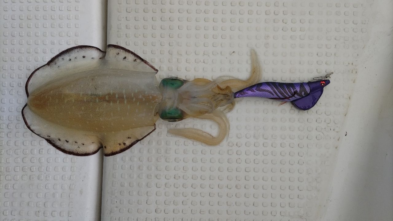 SHIMANO 20セフィア リミテッド ティップエギング S68M-Sの最安値