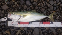 イナダの釣果