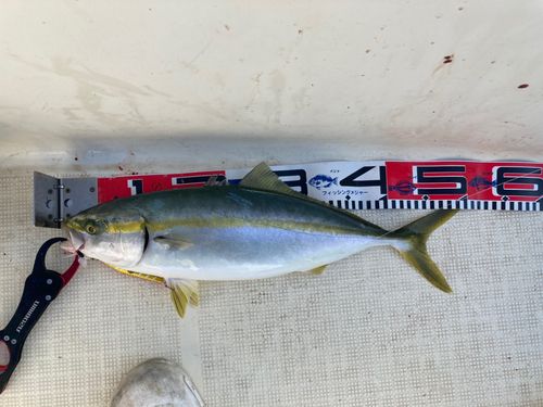 ヤズの釣果