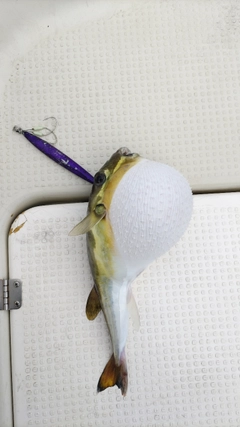 フグの釣果