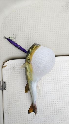 フグの釣果