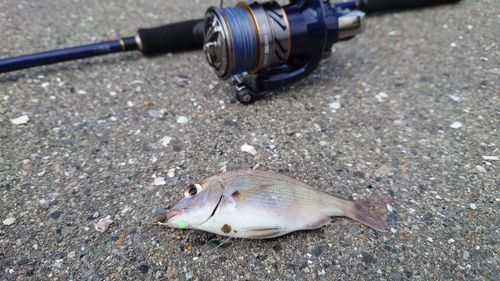チャリコの釣果