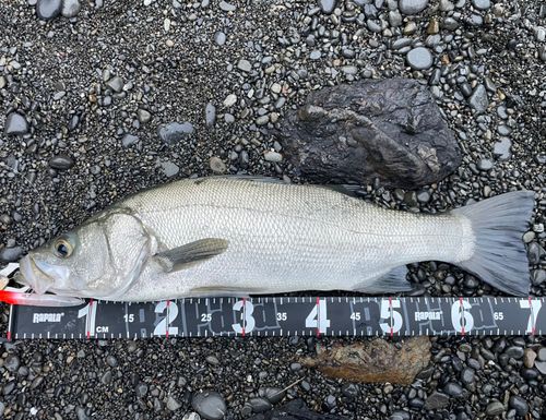 ヒラスズキの釣果
