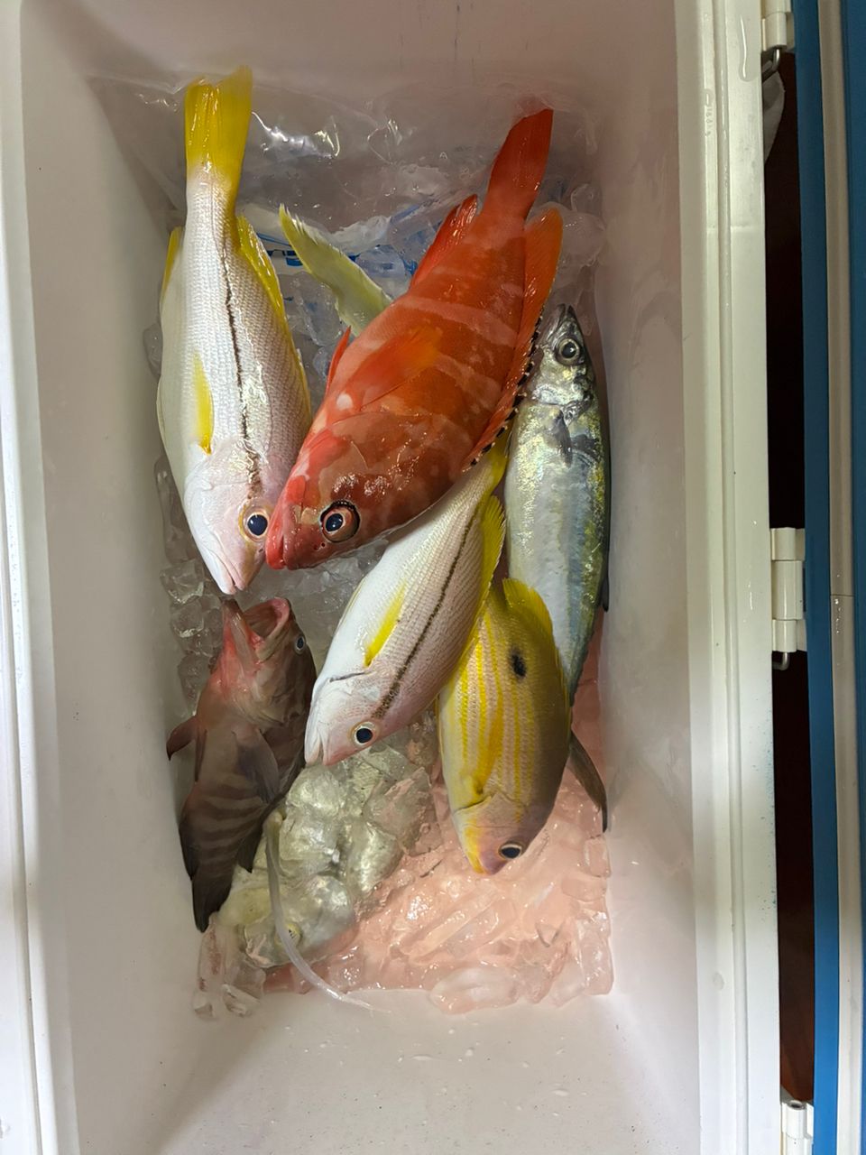 ビックルアー大好きさんの釣果 2枚目の画像