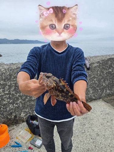 カサゴの釣果