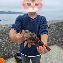 カサゴ