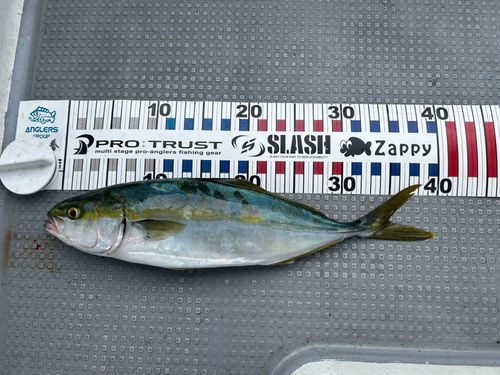 ツバスの釣果