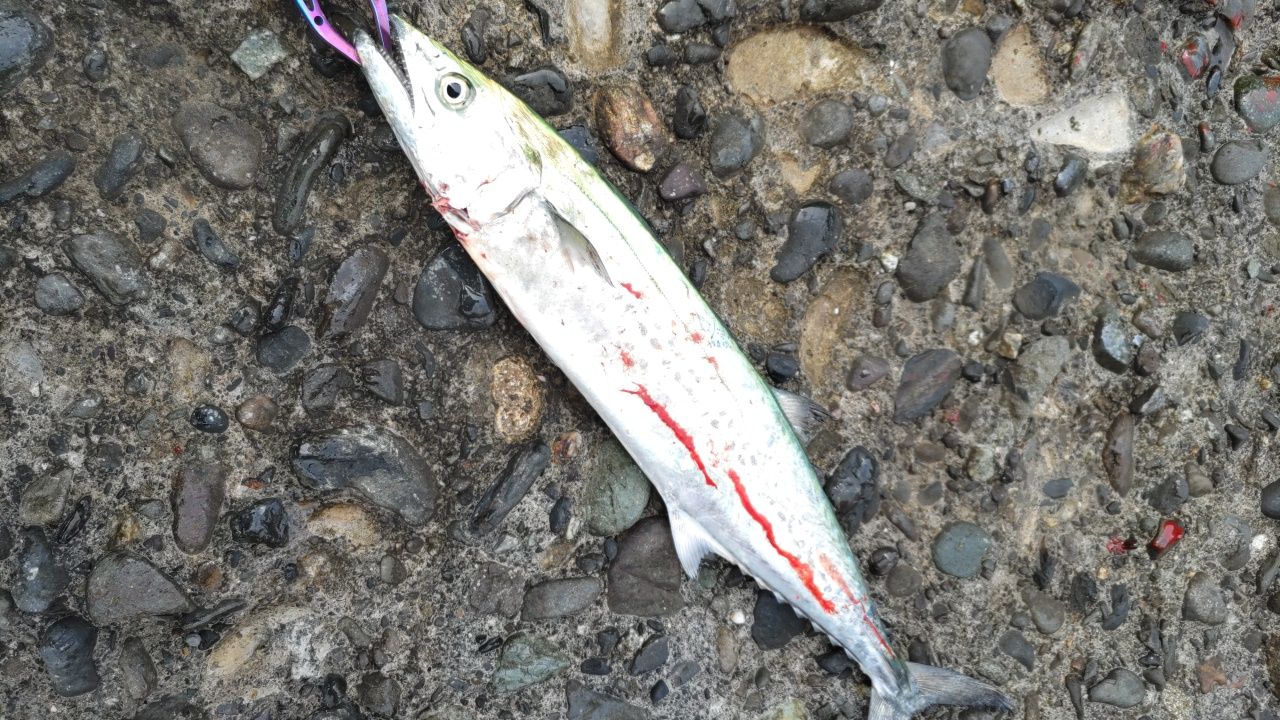 APIA グランデージ スタンダード 106MHの最安値・インプレ・釣果