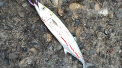 サゴシの釣果