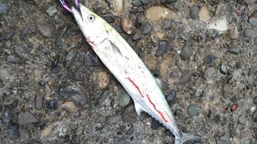サゴシの釣果