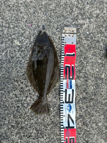 ヒラメの釣果