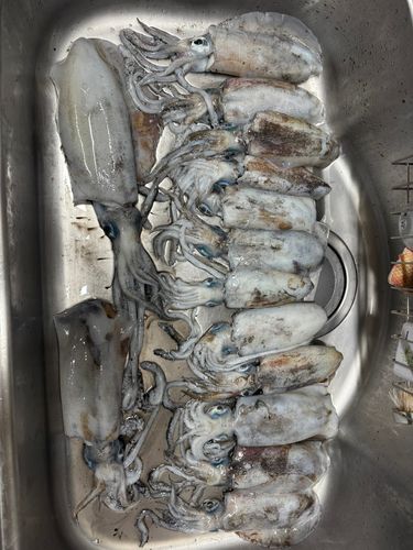 釣果