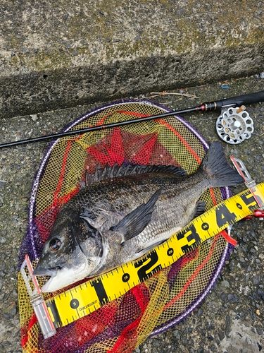 クロダイの釣果