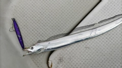 タチウオの釣果