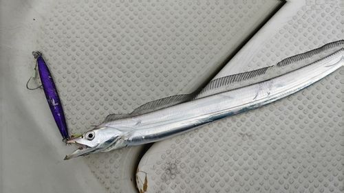 タチウオの釣果