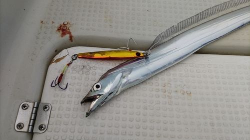 タチウオの釣果