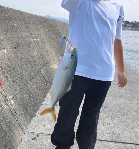 ヤズの釣果