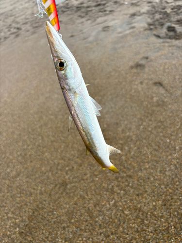 カマスの釣果
