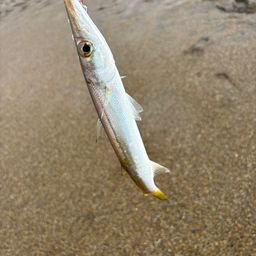 アカカマス