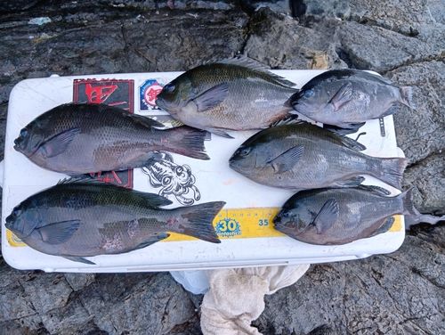 メジナの釣果