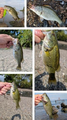 スモールマウスバスの釣果