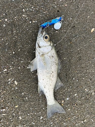 セイゴ（ヒラスズキ）の釣果