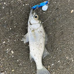 セイゴ（ヒラスズキ）